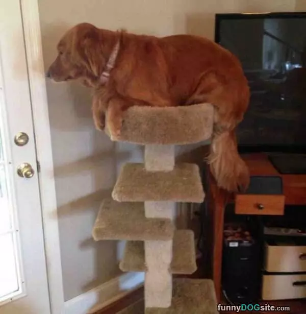 Top Bunk