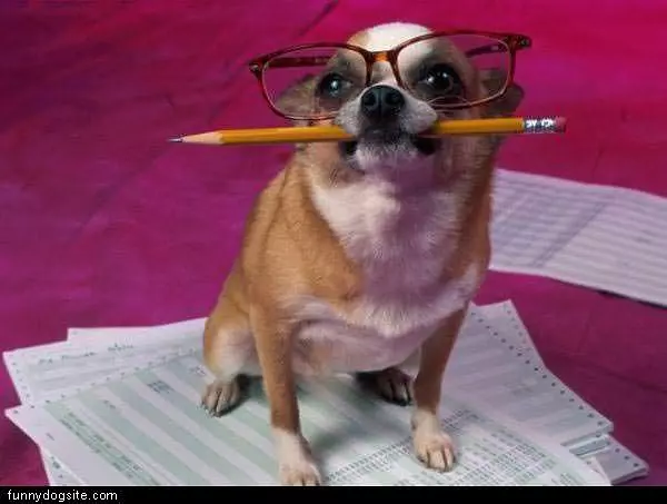 Smart Dog