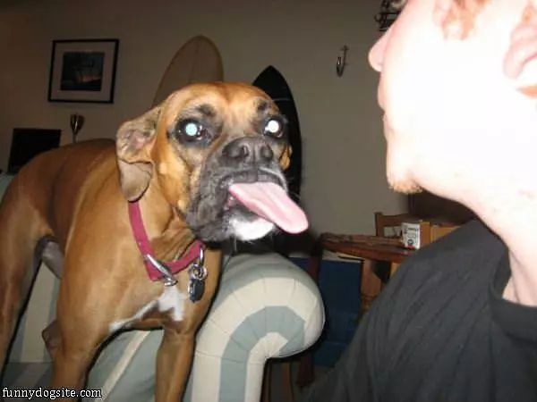 Cool Dog
