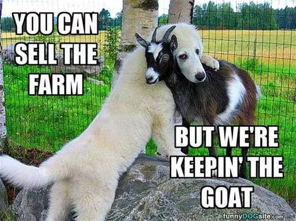 Keeping The Goat