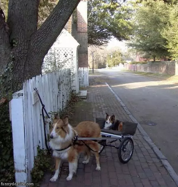 Dog Cart
