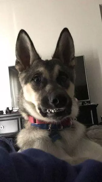 This Is A Happy Pup
