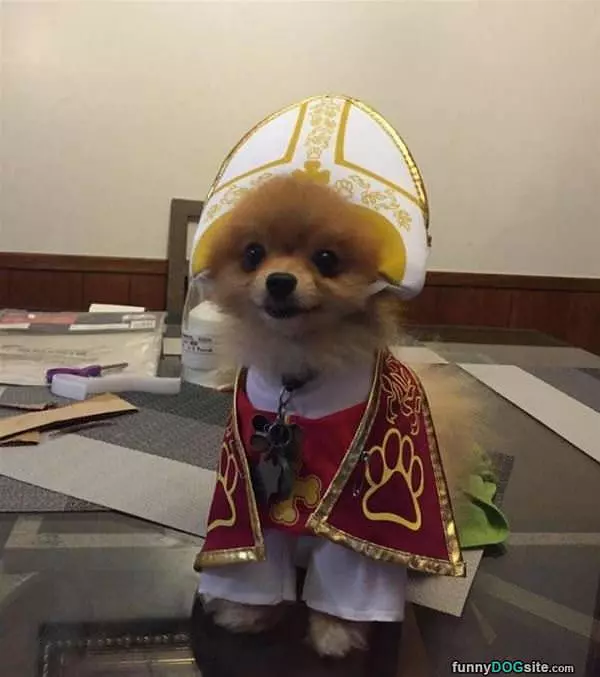 Dog Priest