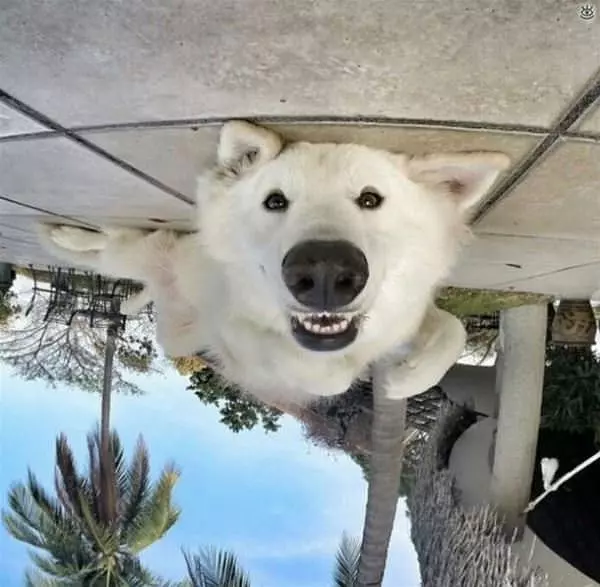 Upside Down