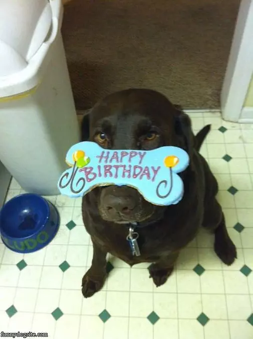 Birthday Dog