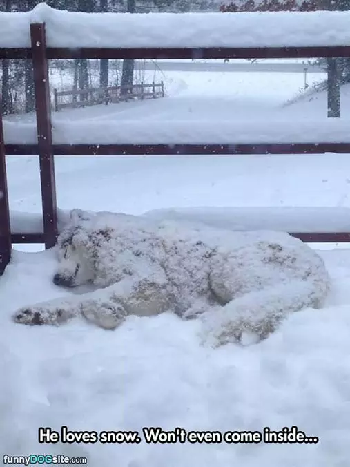 Just Loves Snow
