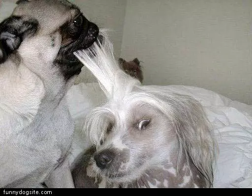 Dog Groomer