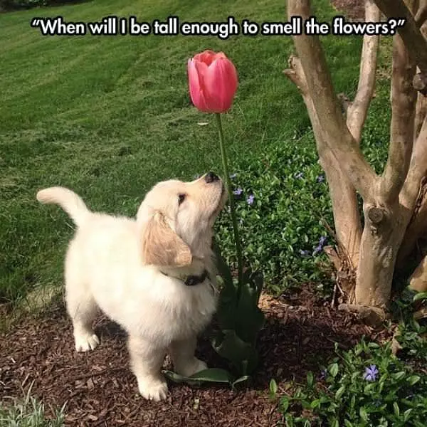 When I Am Tall Enough