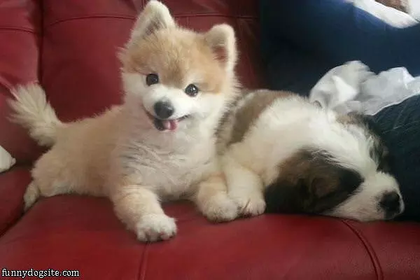 Hai Guys