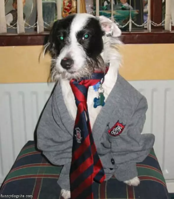 The Harry Potter Dog