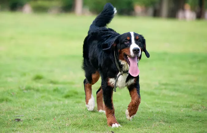 Bernese Mountain Dog walking