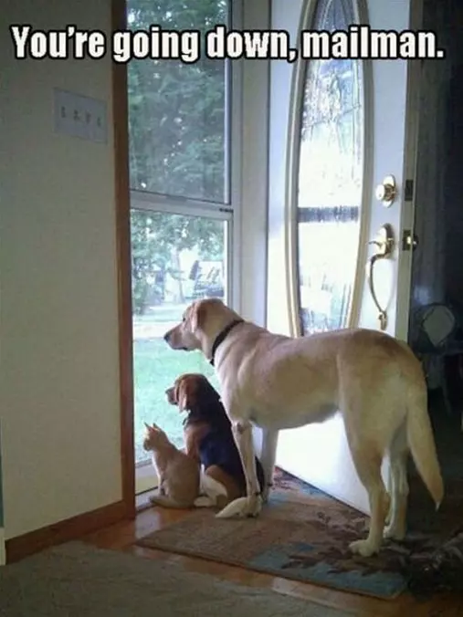 Mailman Is In Trouble