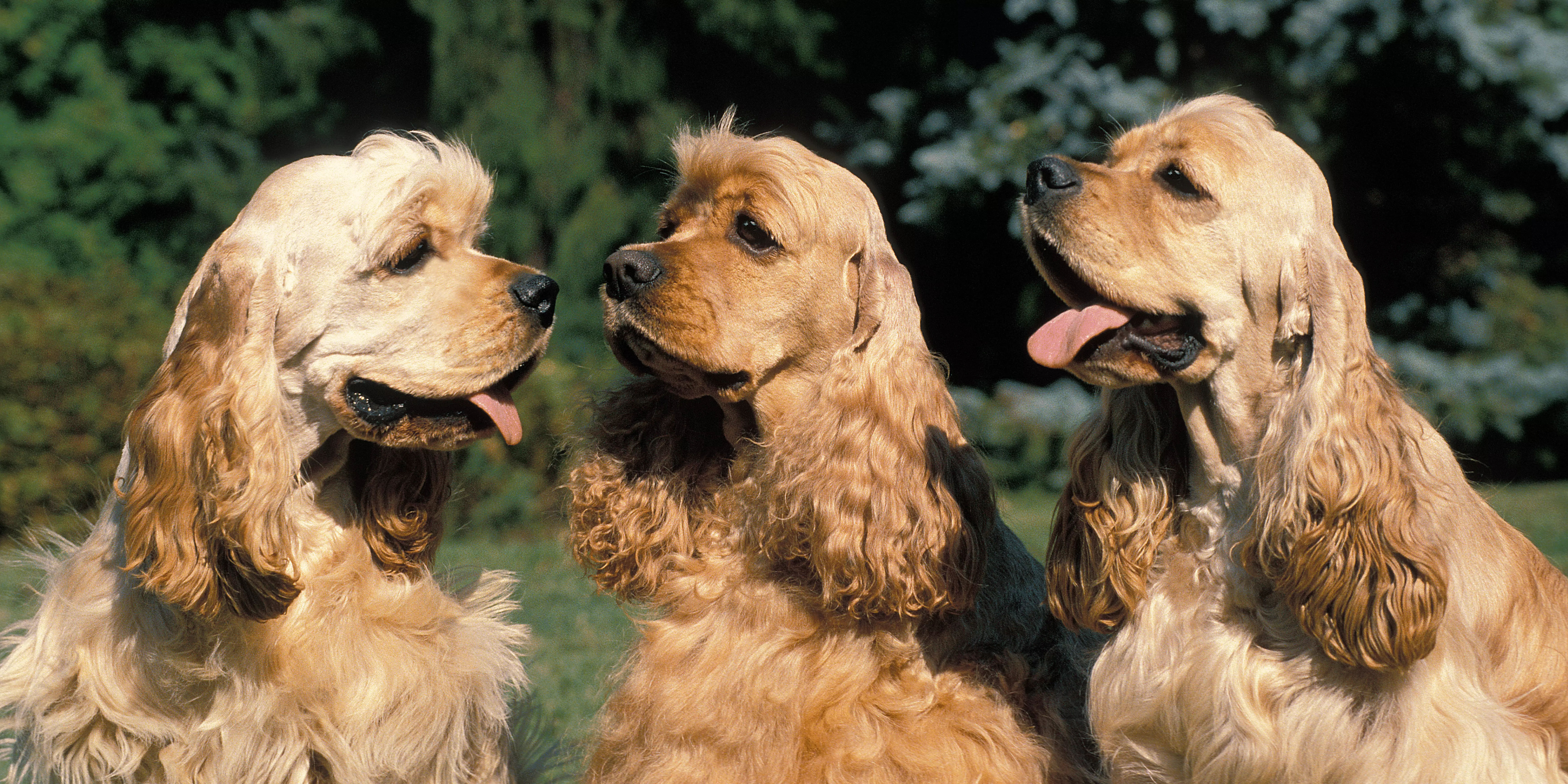 American Water Spaniel