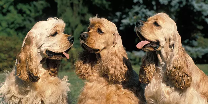 American Water Spaniel family