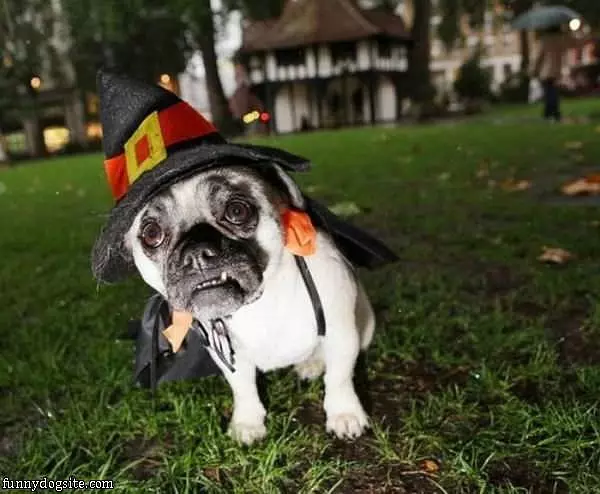 Witch Pug