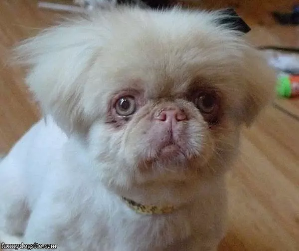 Funny Puppy Eyes