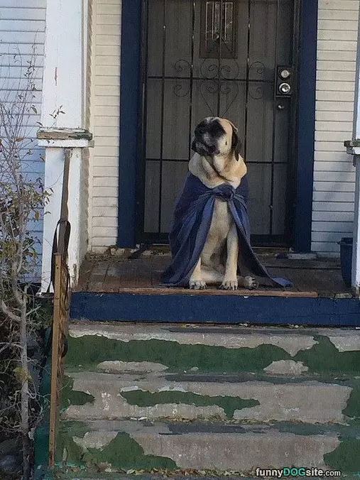 I Am The Super Dog
