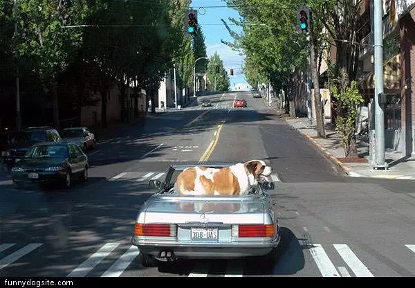 Big Dog Little Car