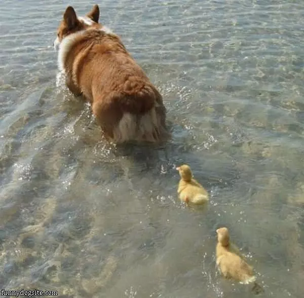 A New Mom