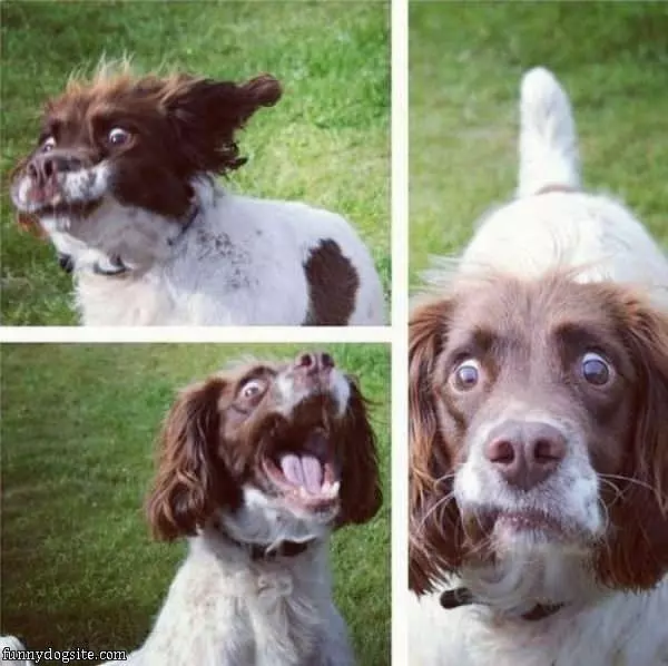 Funny Dog Faces