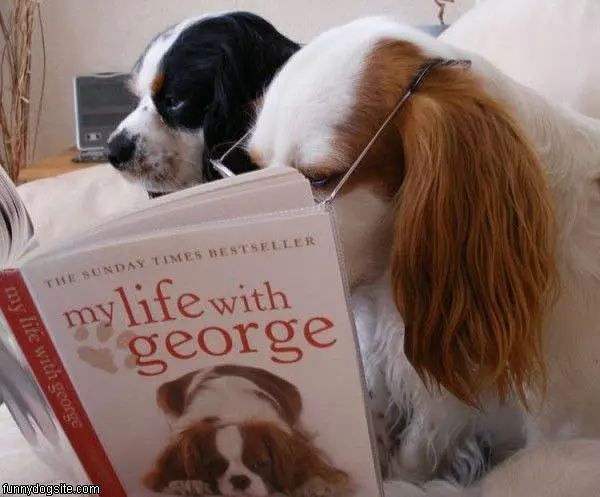 Reading A Book
