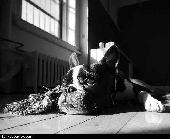 Sad Dog Is Sad
