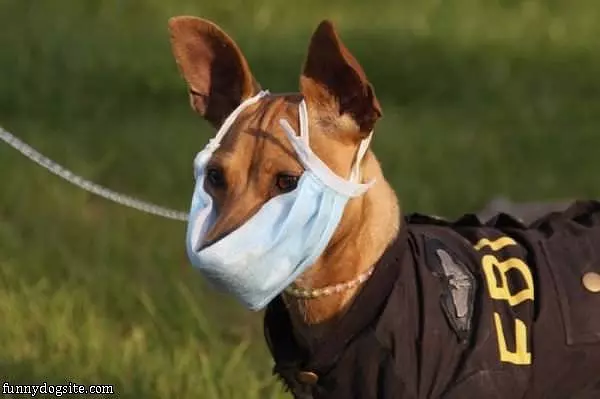 Swine Flu