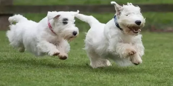 Sealyham Terrier puppies