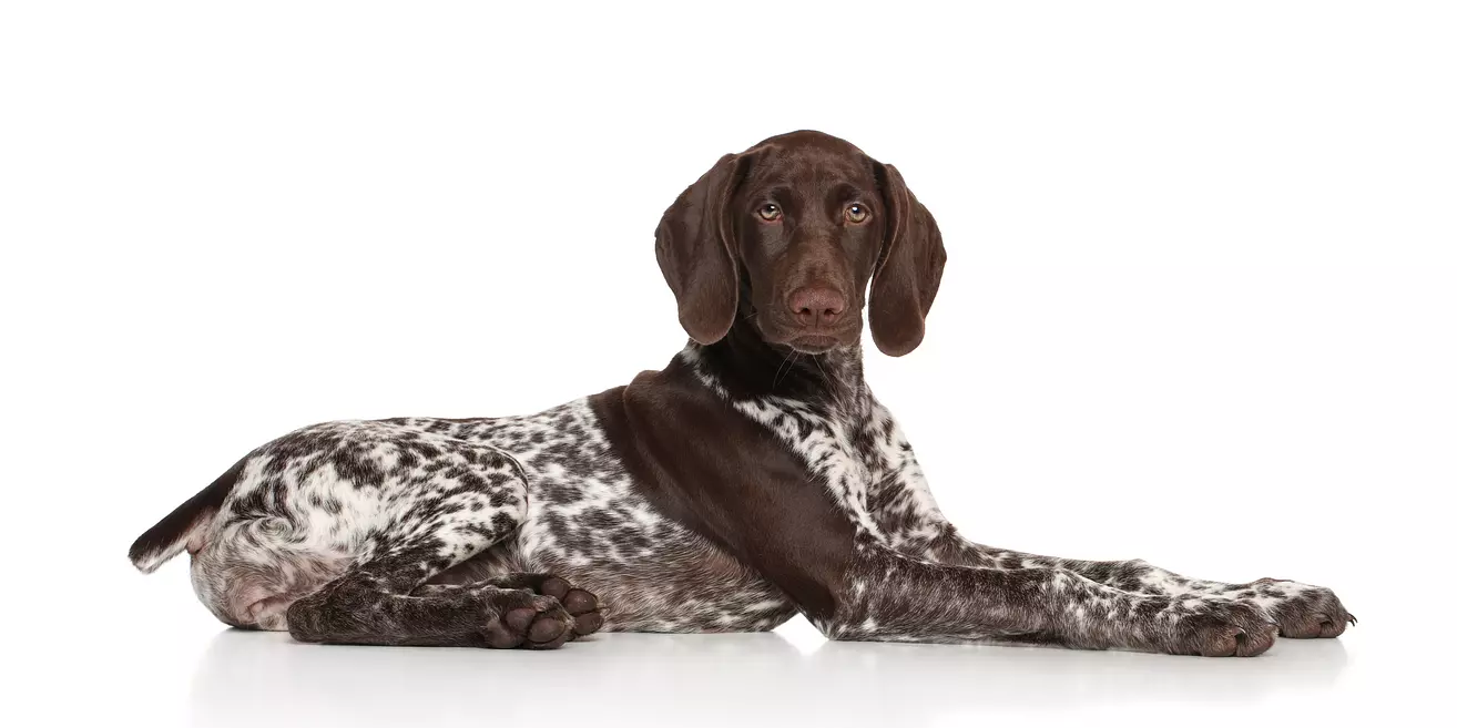 German Shorthaired Pointer