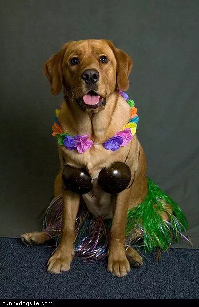 Hula Dancer Dog