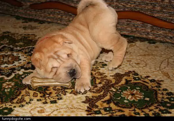 My Bone