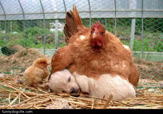 Warm Blanket