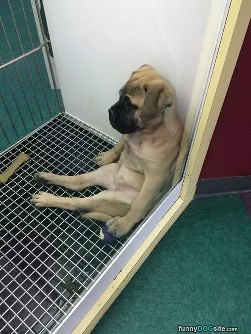 Sitting Like A Good Boy