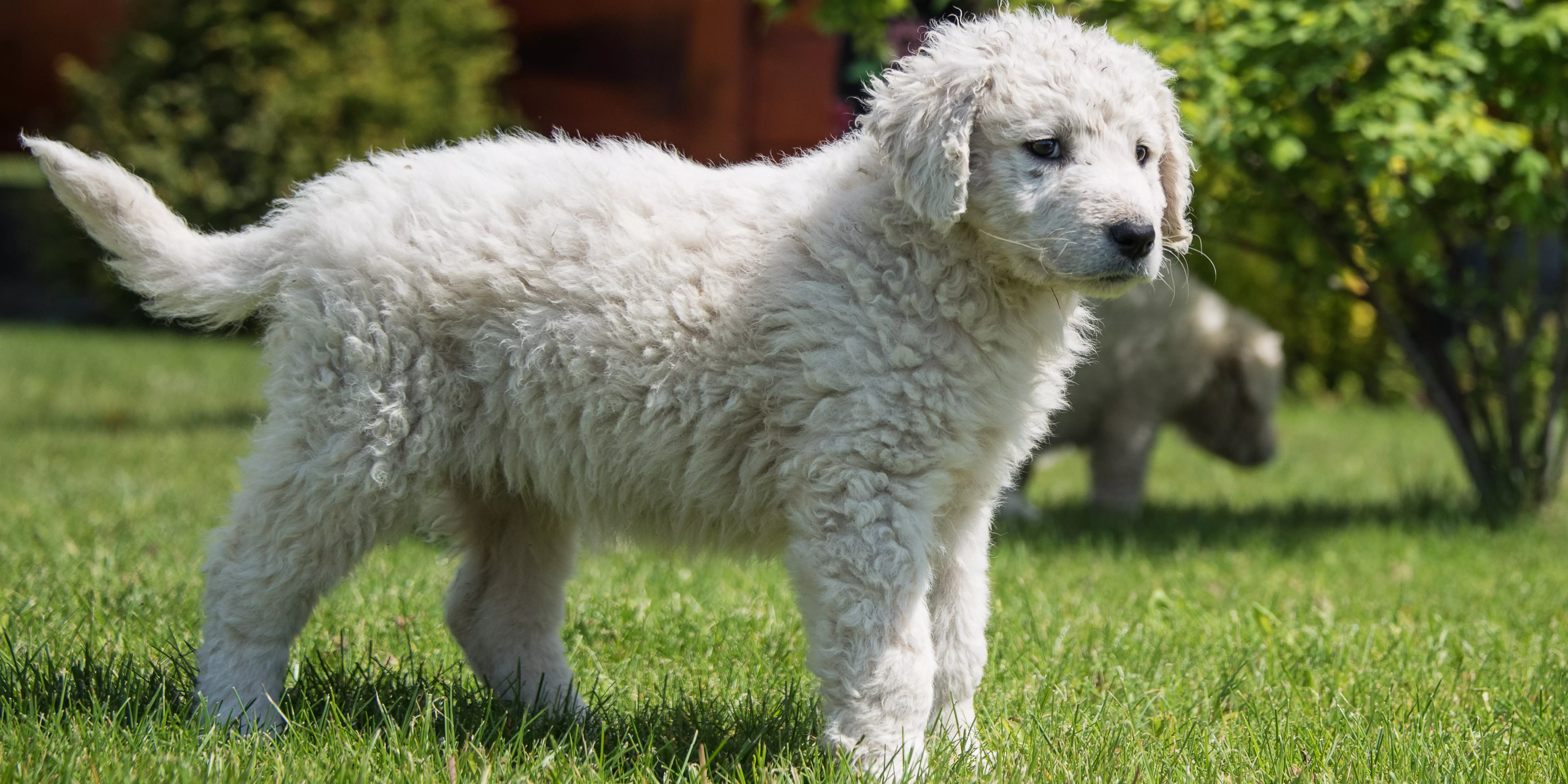 Kuvasz