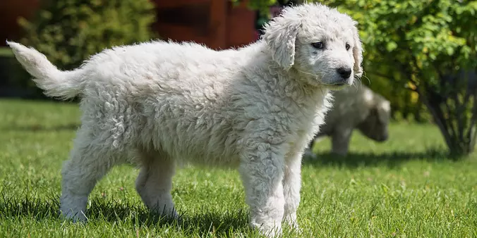 Kuvasz puppy
