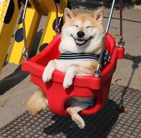 That Is A Happy Dog