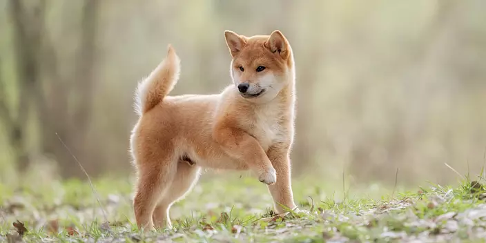 Shiba inu puppy
