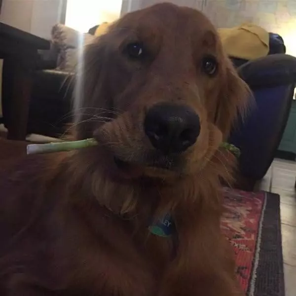 I Has A Snack