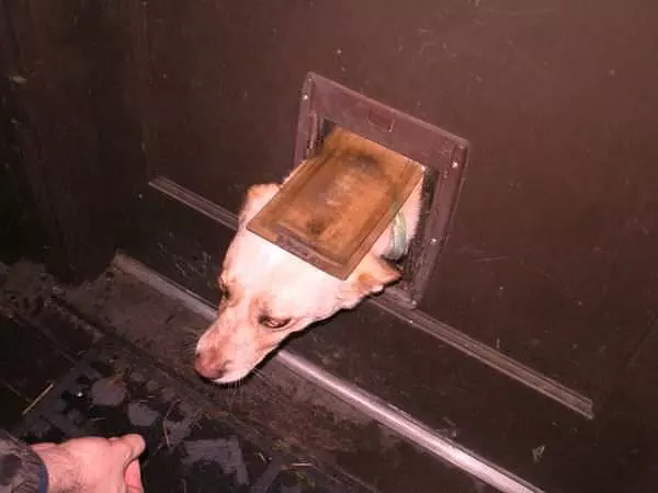 Doggy Door