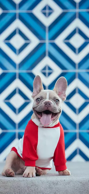 French Bulldog