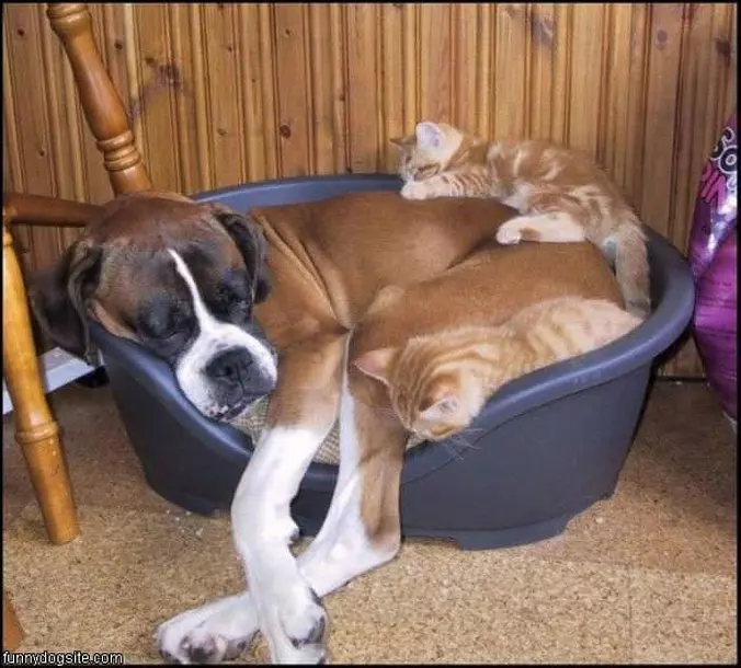 Guard Dog