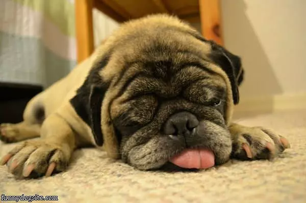 Having A Good Dream