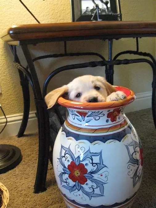 Peek-a-boo