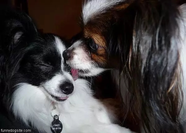 Kiss Lick