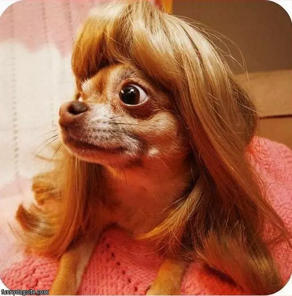 Purtee Wig