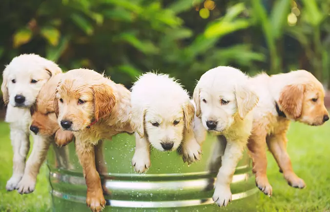 Golden Retriever
