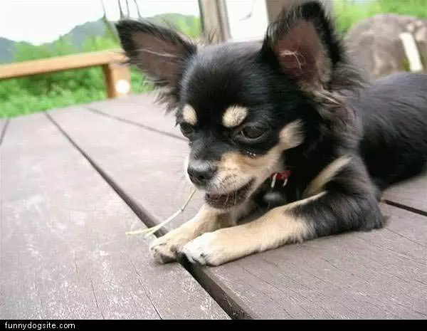 Small Dog On Deck