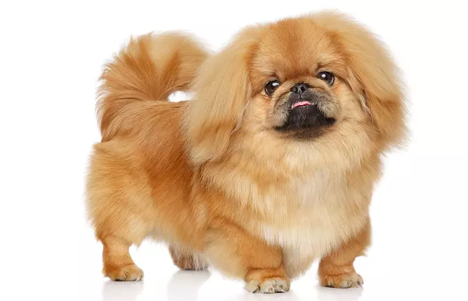 Brown Pekingese