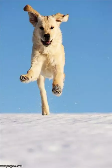 Running Free