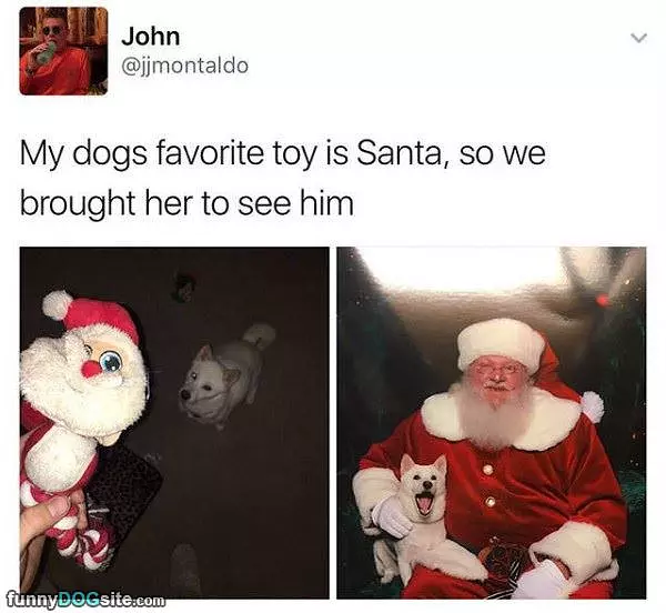 Dogs Favorite Toy